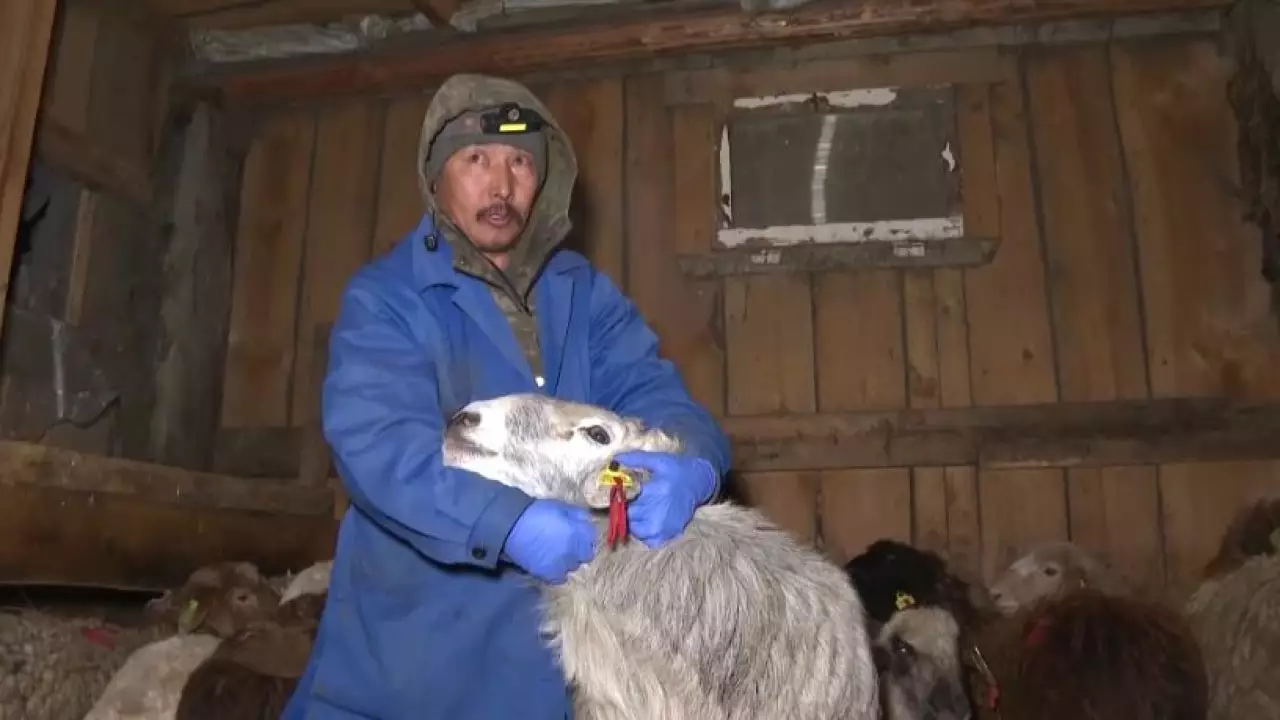 Ветврачей не хватает в Акмолинской области