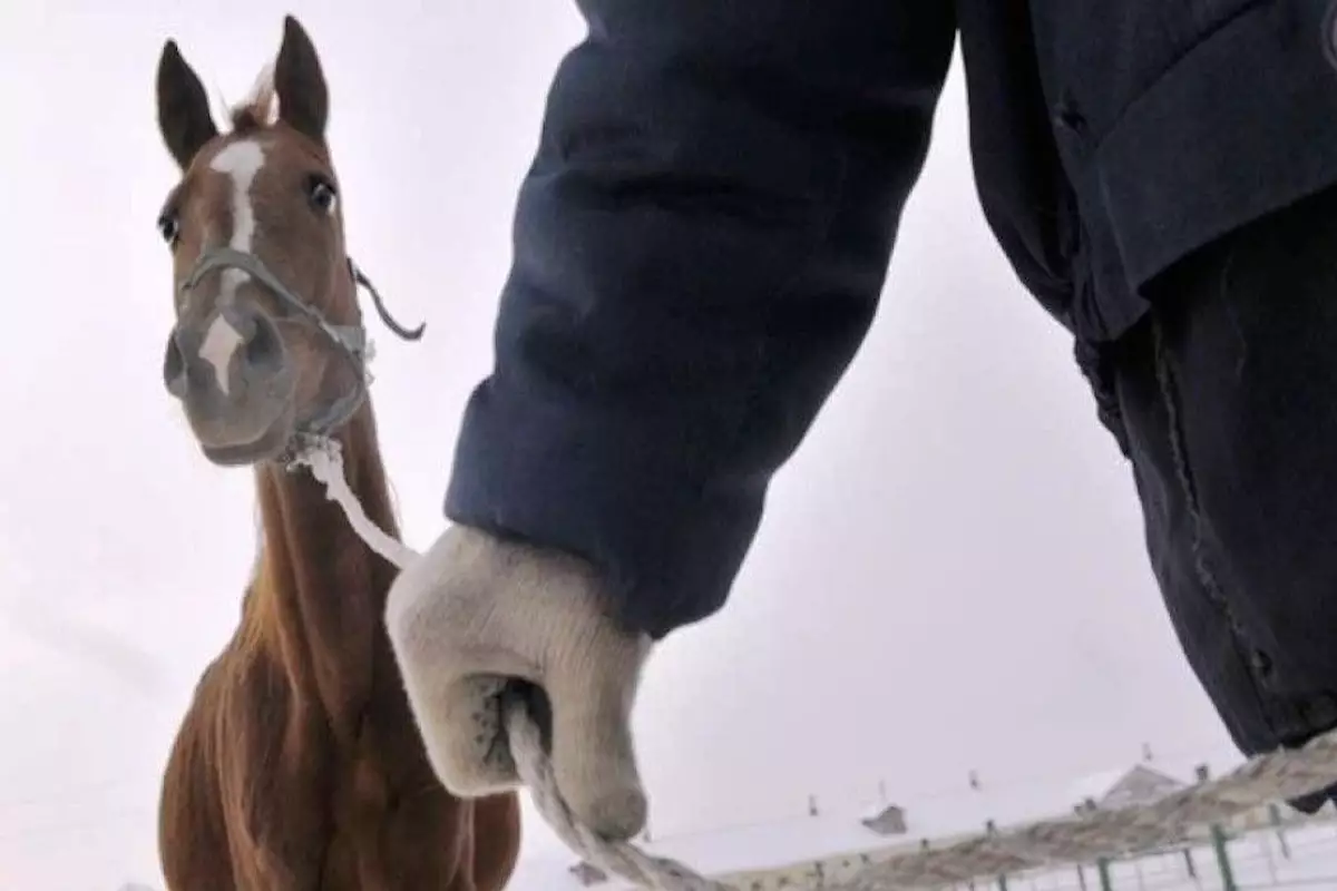 В Атырау проводят операцию по борьбе со скотокрадством