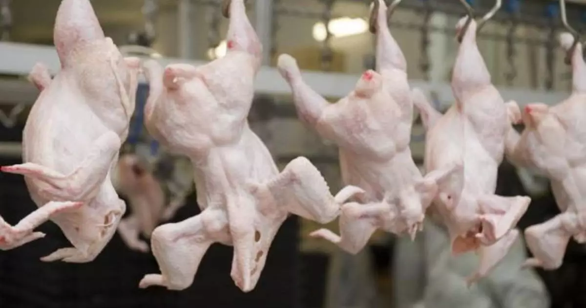  Ресейден Қазақстанға 20 тонна құс етін заңсыз әкелмек болғандар ұсталды 