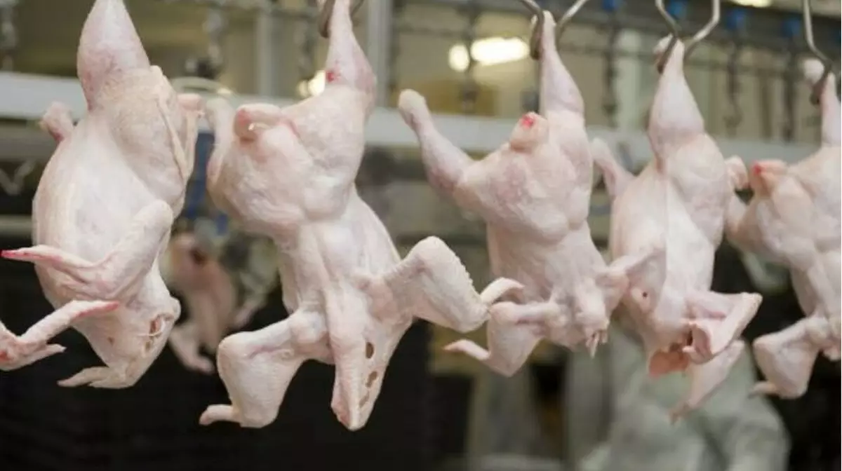 В Казахстан пытались ввезти 20 тонн мяса птицы без разрешения