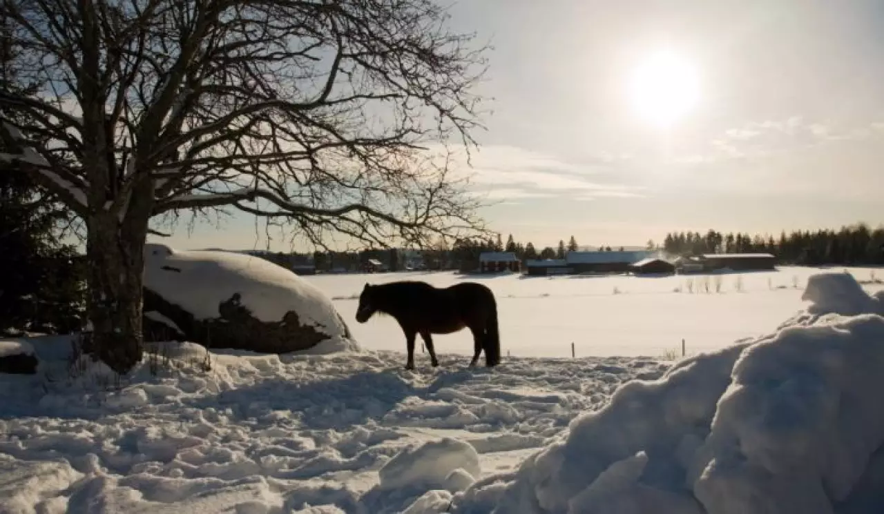 Биыл қыс жылы болады — синоптиктер
