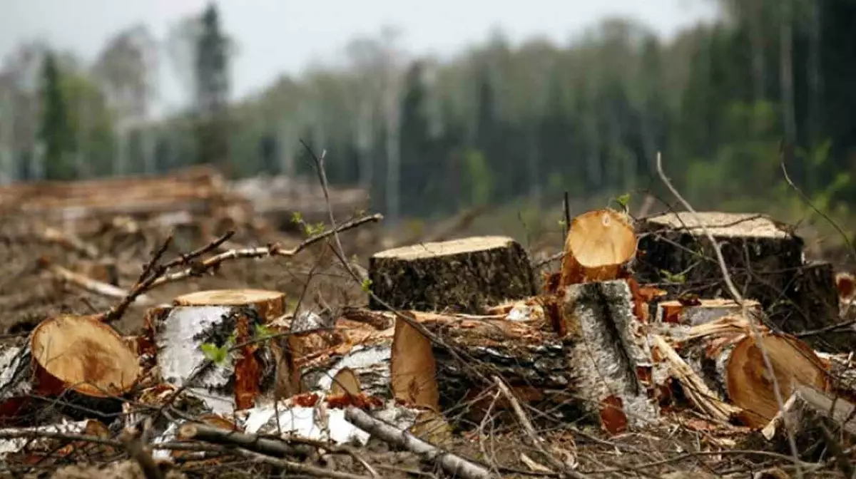 Казахстан приостанавливает вывоз леса: шаг к защите своей промышленности