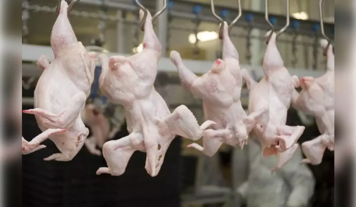 Қазақстанға Ресейден 20 тонна құс еті заңсыз өткізілмек болған