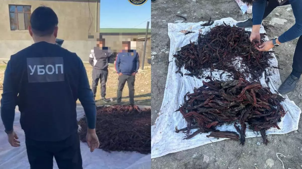 Незаконный сбор 100 кг краснокнижных растений выявили в Туркестанской области