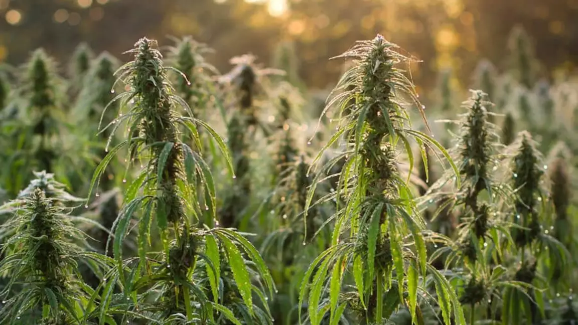 Қазақстанда қарасораны қайта өңдеуге жол ашылды