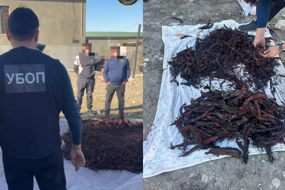 Браконьеров со 100 кг краснокнижной макротомии задержали в Туркестанской области