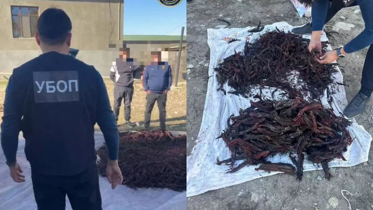 Түркістан облысында Қызыл кітапқа енген өсімдіктерді заңсыз жинағандар ұсталды