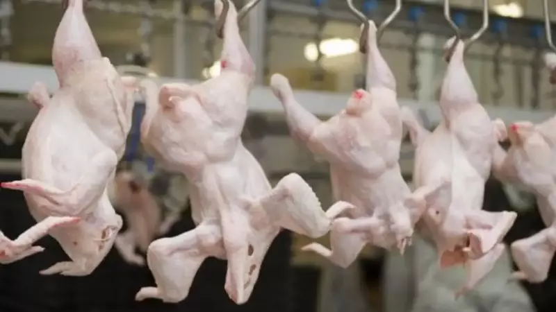 20 тонна құс етін заңсыз тасымалдаған жүк көлігі тоқтатылды