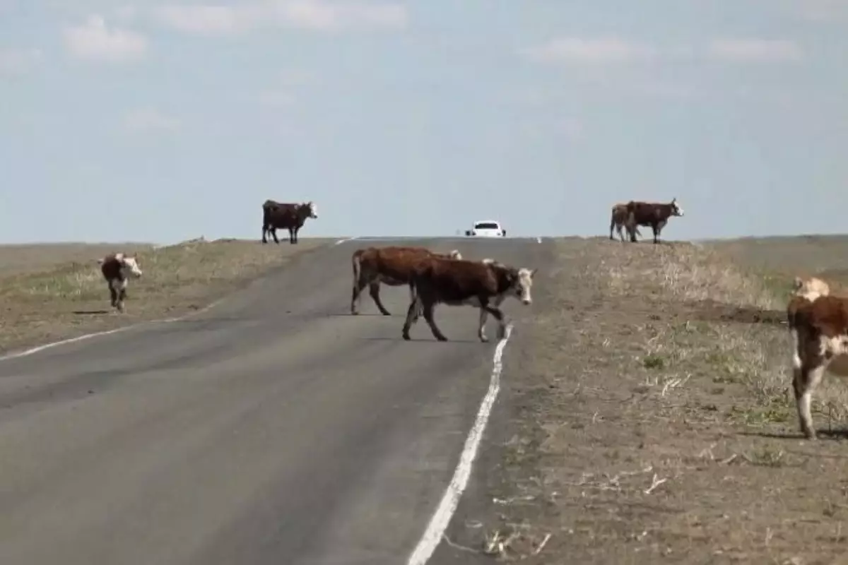 На трассе Уральск – Атырау снизили аварийность: скот оснастили светоотражателями