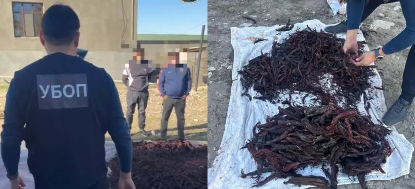 Свыше 3 тысяч корней макротомии незаконно выкопали жители Туркестанской области