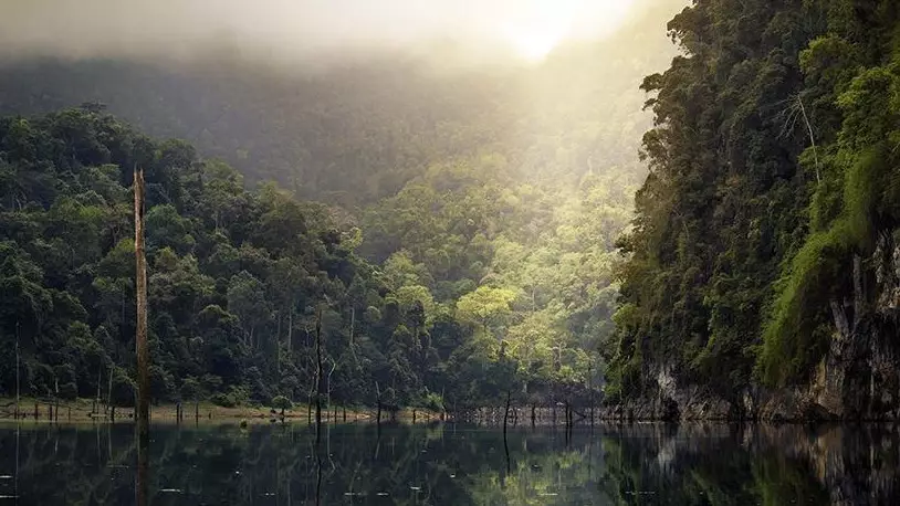 Әлем жылына 10 млн гектар орманынан айырылып жатыр