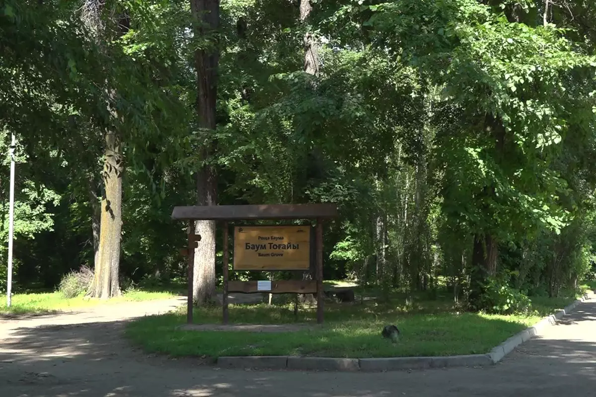 Укрепляет зеленый статус: в Турксибском районе высажено более 772 тысяч деревьев