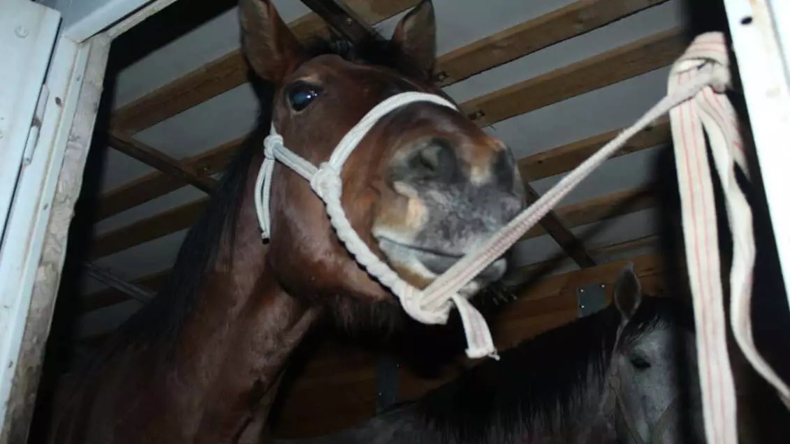 Ұлытау облысында мал ұрлығымен айналысқан студенттер ұсталды