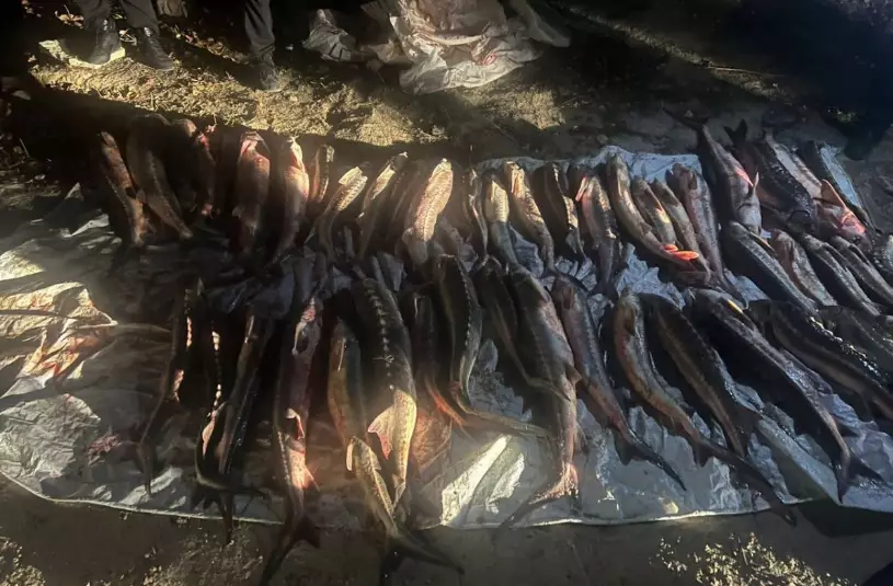 Почти 290 кг незаконно выловленной осетровой рыбы изъяли в Актау