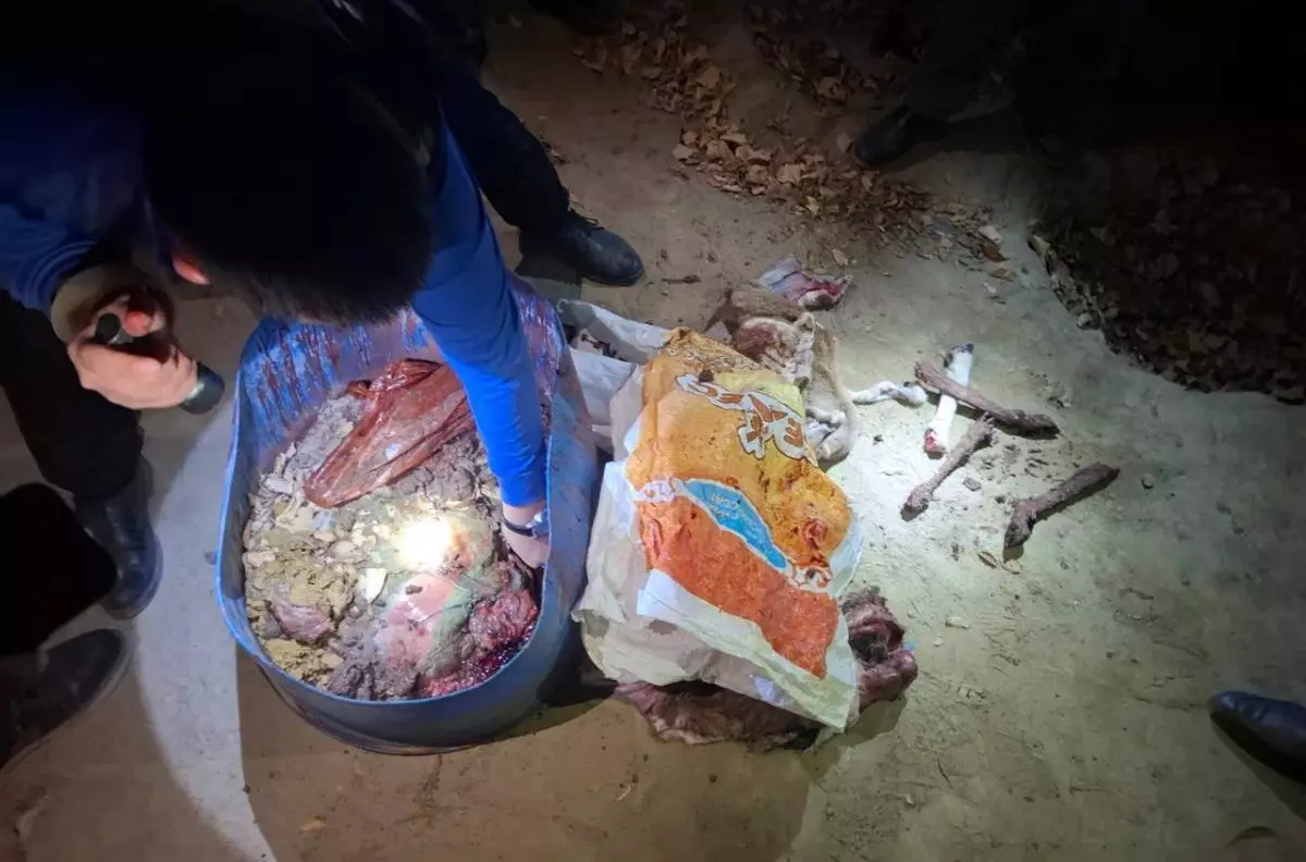 На краснокнижных животных незаконно охотились в Мангистау