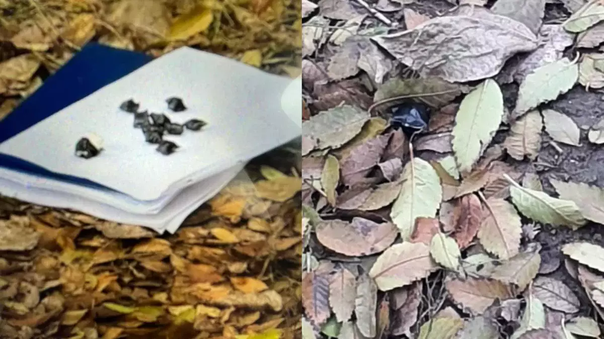 Оралда есірткі таратты деген күдікке ілінген 18 жастағы жас жігітті ұстады