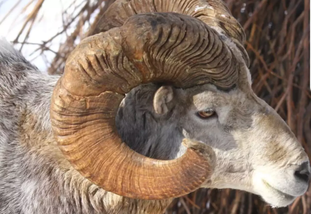 Охоту на краснокнижного архара устроил браконьер в Мангистау