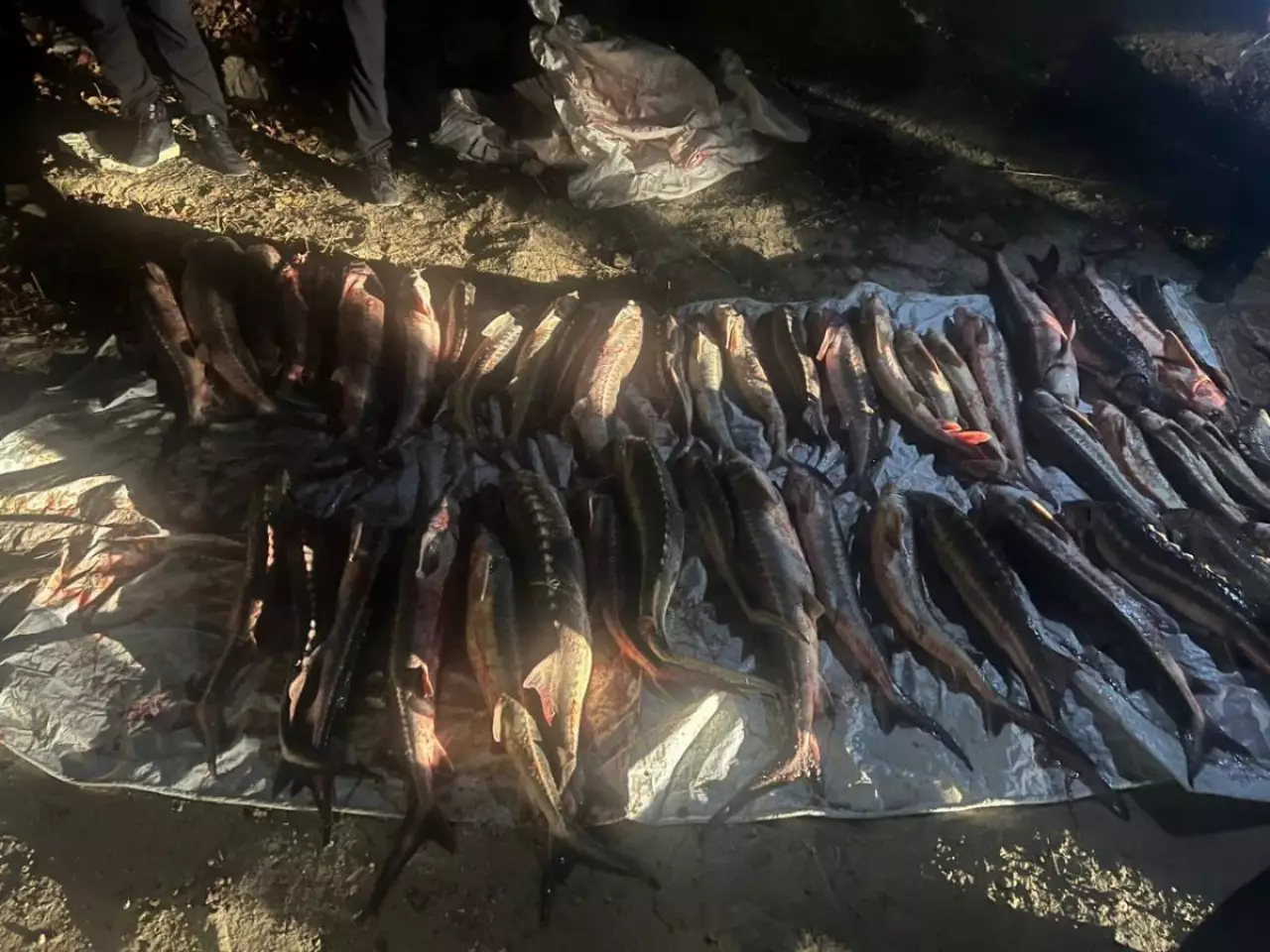 Мужчину с почти 300 кг осетровой рыбы задержали в Актау