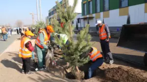 Алматыда жасыл желек көбейіп келеді: мектеп салушы компания көшет отырғызу көлемін он есеге арттырды