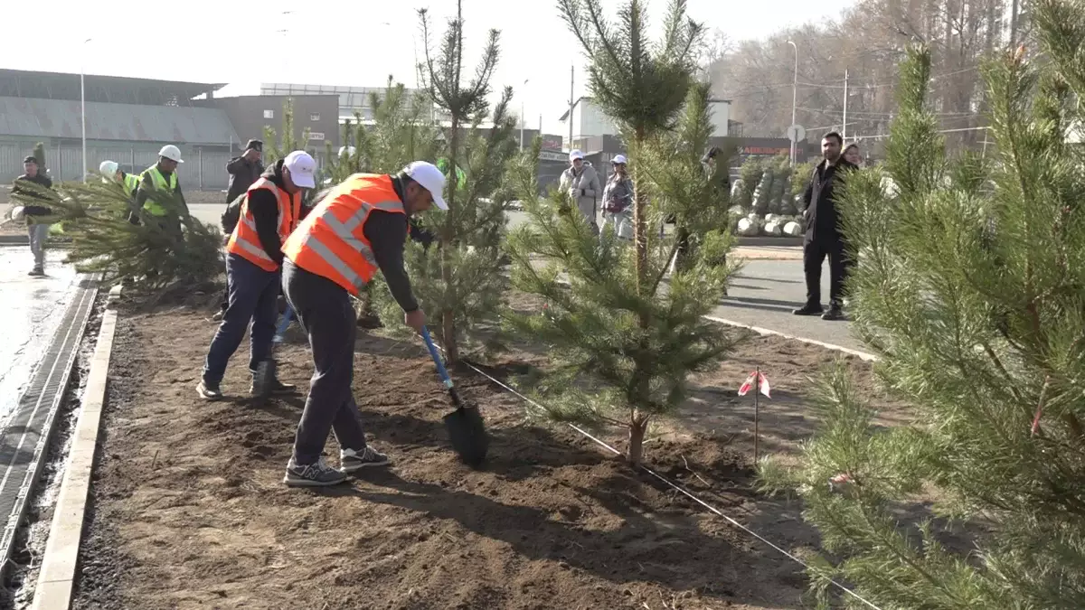 Таза Қазақстан: Түрксіб ауданындағы салынып жатқан мектеп ауласына 500-ден аса көшет отырғызылды