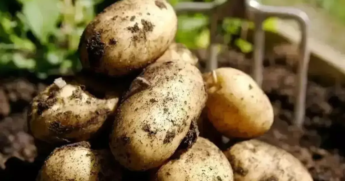  «Картоп бір айда 4,5%-ға қымбаттаған”: Үкімет қандай шаралар қабылданатынын айтты 