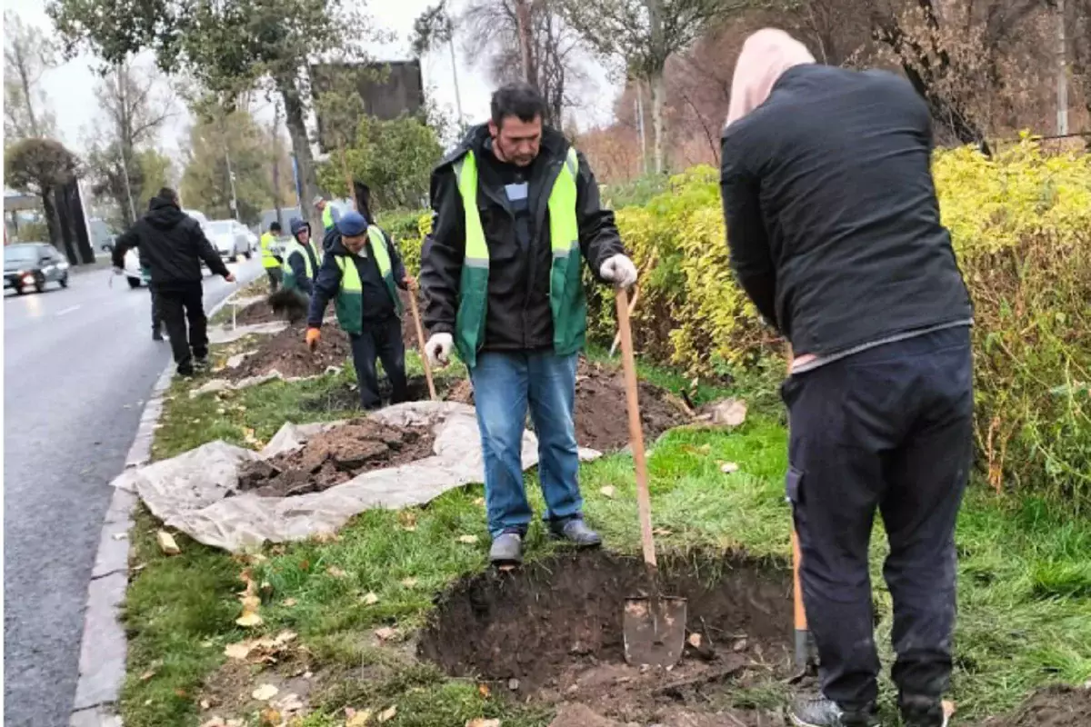 Жасыл-желегі жайқалған қала: Түрксіб ауданында 772 мыңнан астам ағаш егіліп, көшелер көгалданды