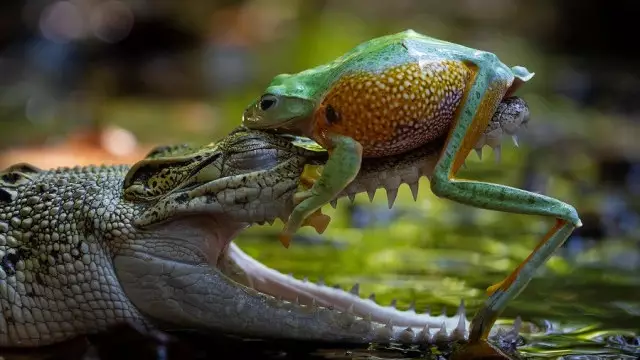 Nature’s Best Photography Awards 2025 байқауының жеңімпаздары анықталды