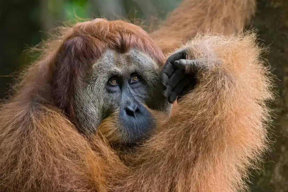Орангутан сделал лекарство и вылечил себя сам — учные в замешательстве - новости на Lada.kz 18.11.2025