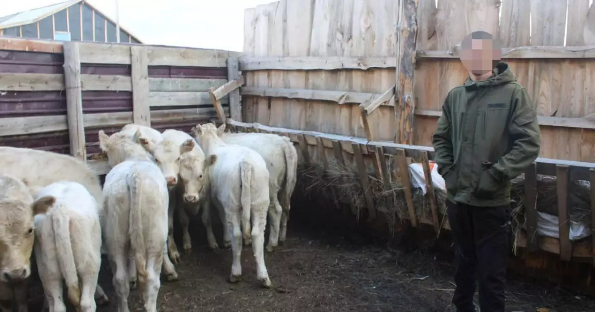   «Жайылымдағы ірі қараны қалаға апарып сатқан»: мал ұрлығына қатысы бар 19 жастағы азамат ұсталды   