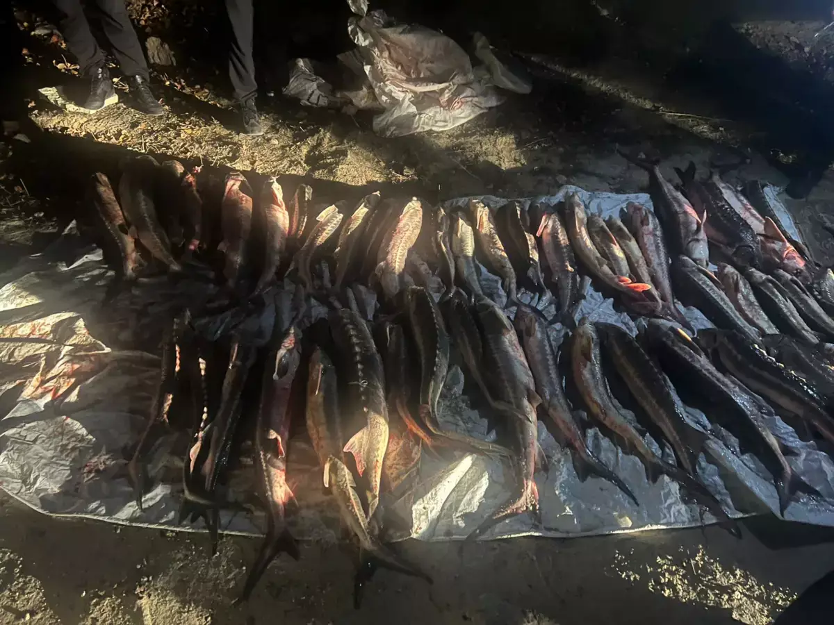 Крупный улов: в Актау мужчина перевозил в авто почти 300 кг осетрины - новости на Lada.kz 18.11.2025