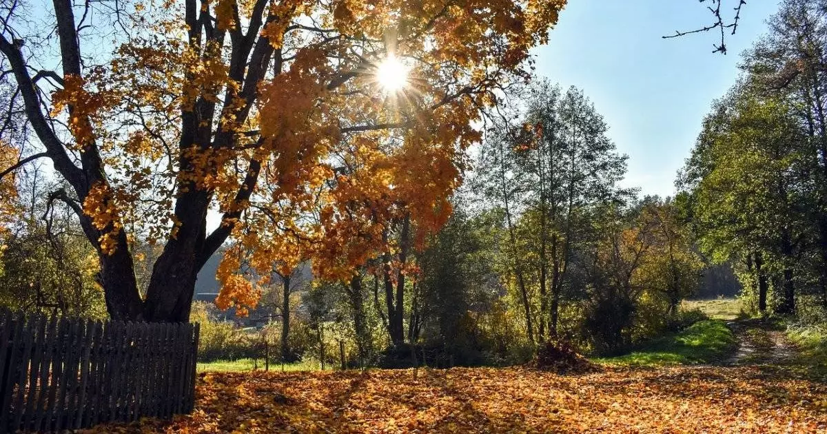  +14 градусқа дейін жылы болады: 19 қарашаға арналған ауа райы болжамы 