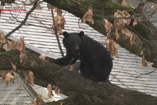 В Японии зафиксировано рекордное число жертв медвежьих нападений за 10 лет