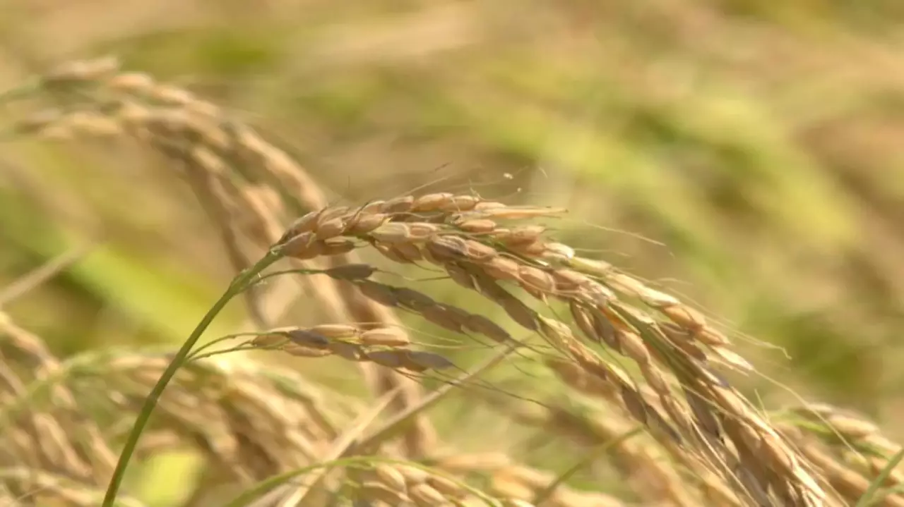 Су тапшылығы еліміздегі күріш өндірісіне әсер етпеді