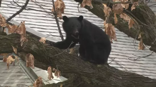 Жапонияда аю шабуылынан 12 адам қайтыс болды