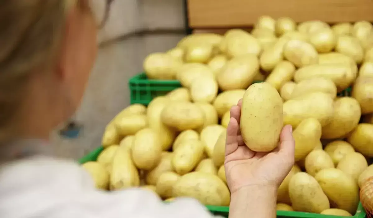 Казахстан наращивает экспорт картофеля: что будет с ценами внутри страны?
