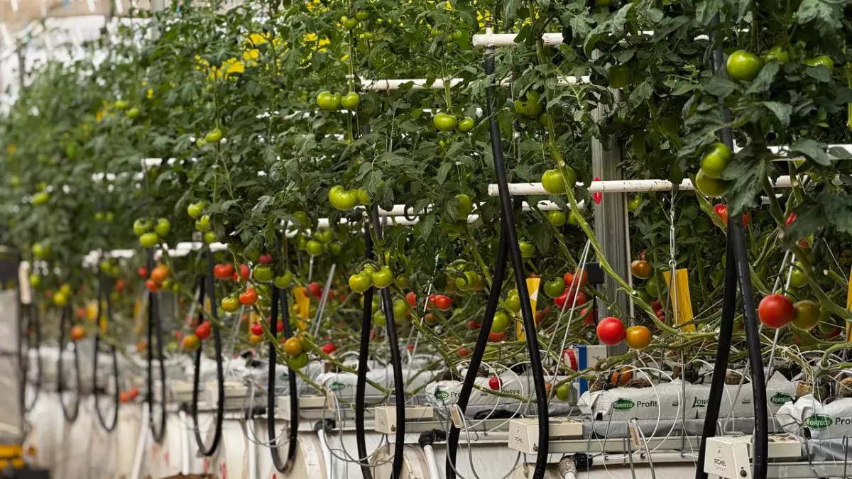 Ауыл шаруашылығында терең өңделген өнім шығаруға басымдық беріледі – Үкімет