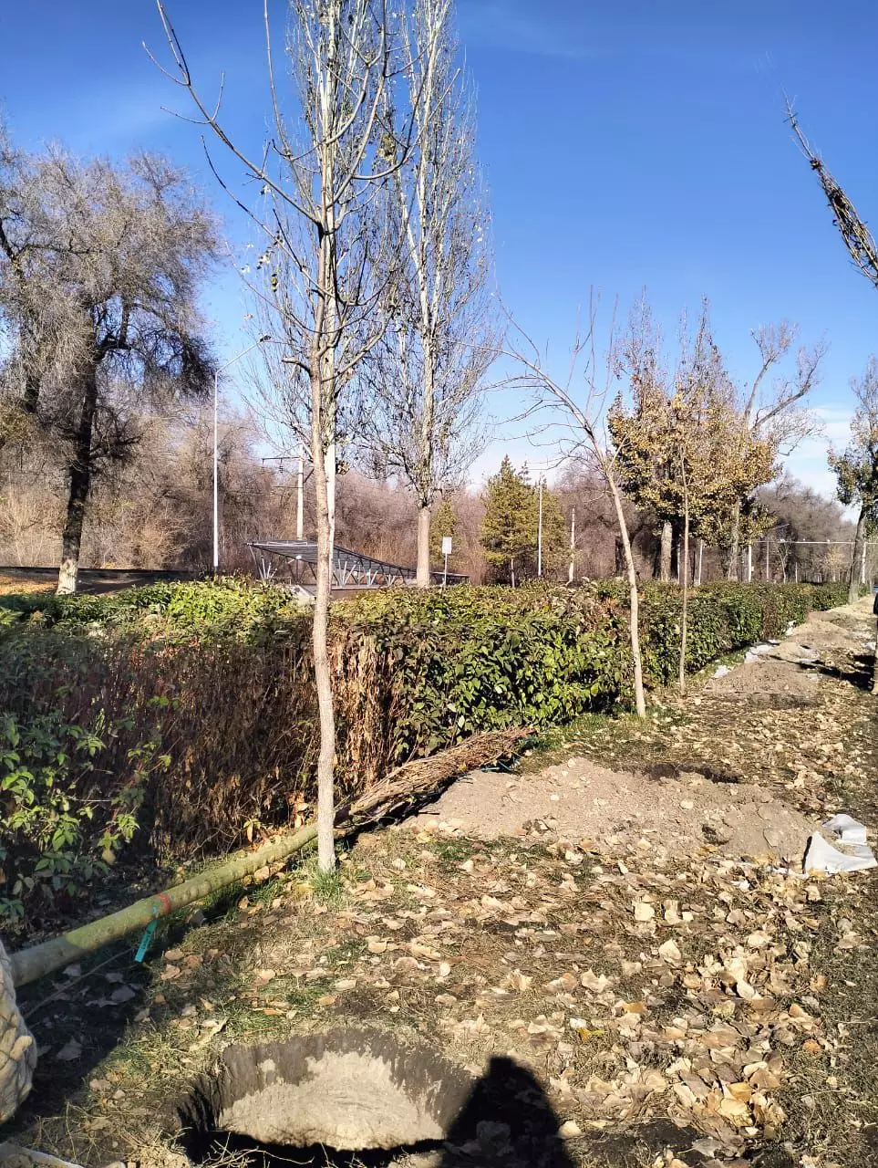 Түрксіб ауданы Алматының «жасыл-желегі жайқалған қала» мәртебесін нығайтып жатыр: 772 мыңнан астам ағаш егіліп, көшелер көгалданды