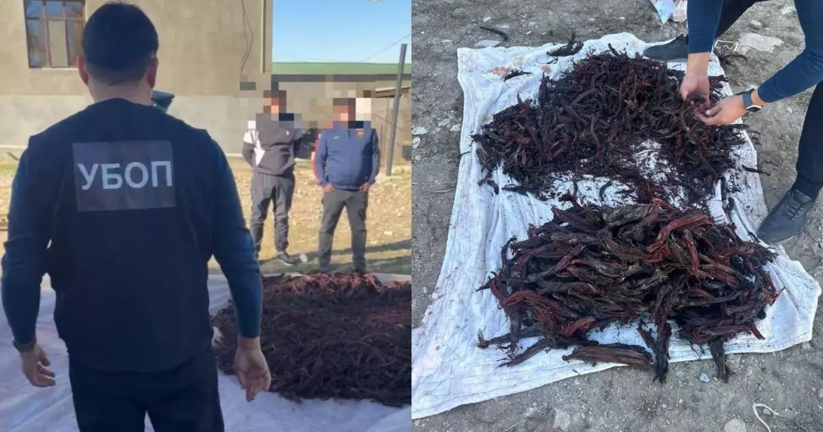  Түркістан облысында Қызыл кітапқа енген өсімдіктерді заңсыз жинағандар ұсталды 