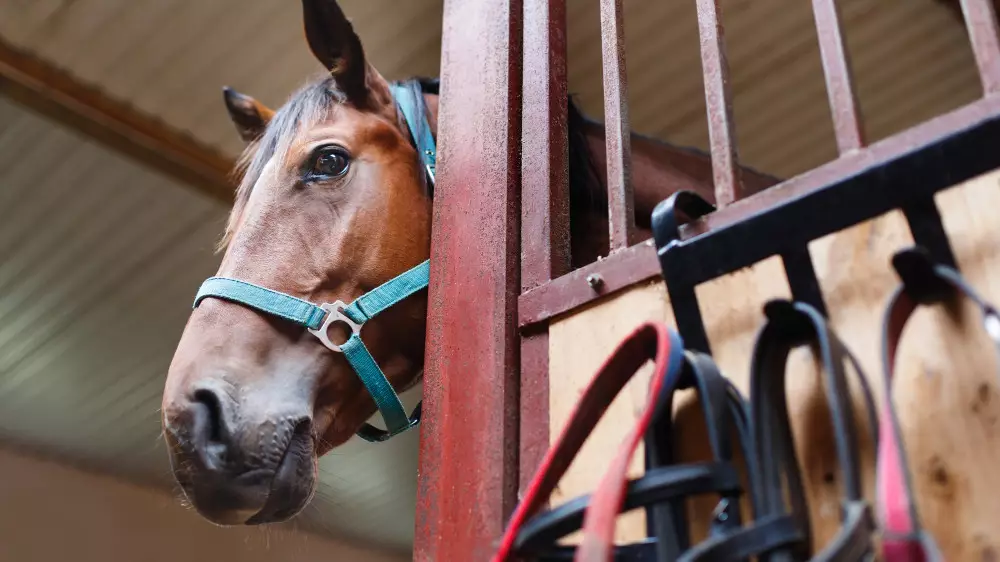 “Жители обеспокоены - не отдадут ли застройщикам?“ - депутат об ипподроме в Алматы