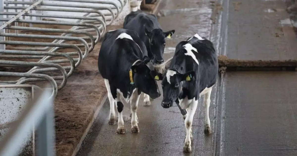   Ақмола облысында робот-сауыншылар жұмыс істей бастады   