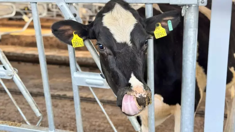 Казахстан расширяет экспорт продукции животноводства в более чем 15 стран.