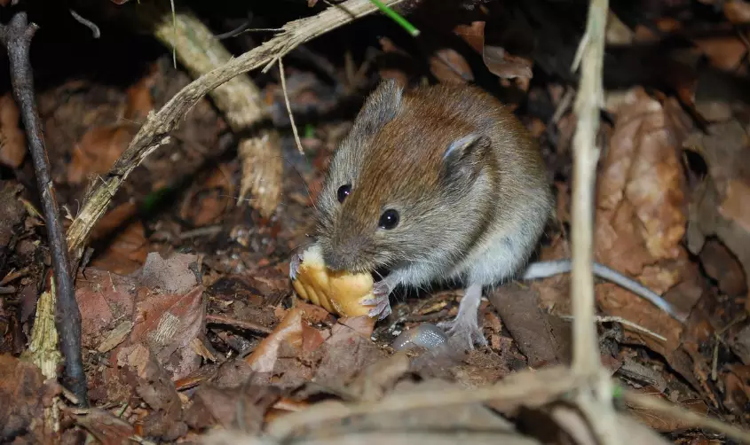 Рост заболеваемости геморрагической лихорадкой в ЗКО связывают с грызунами