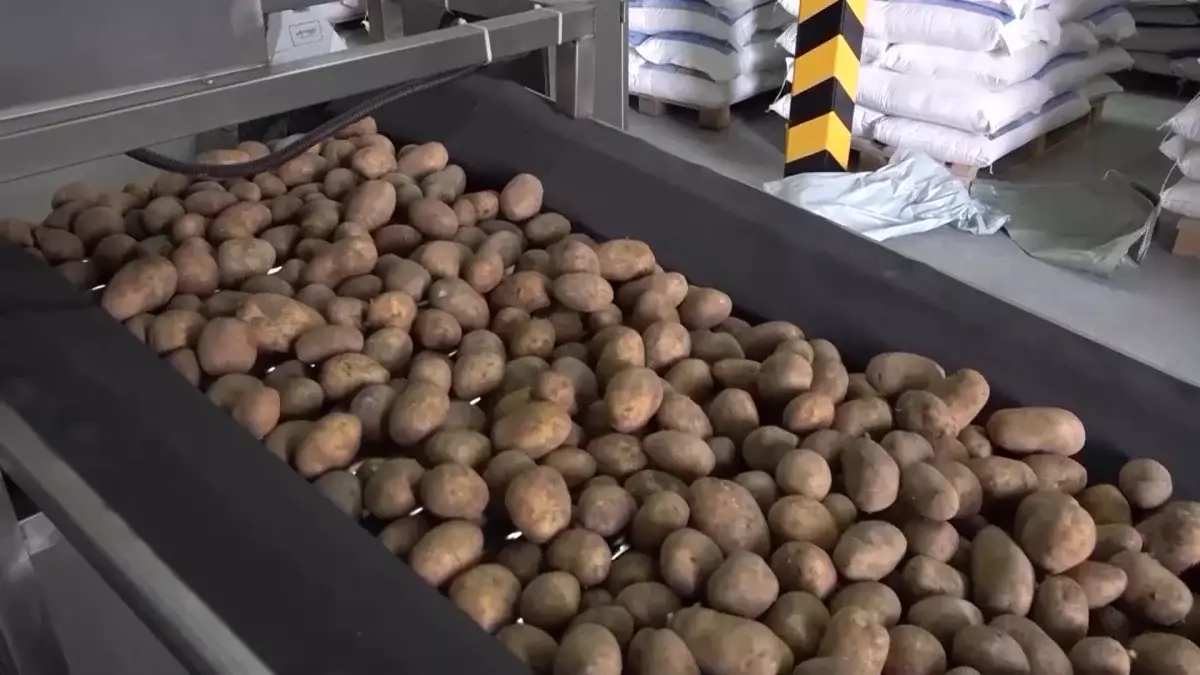 Ішкі нарықты картоппен қамтуда мәселе туындаса, экспортқа тыйым саламыз  – Серік Жұманғарин