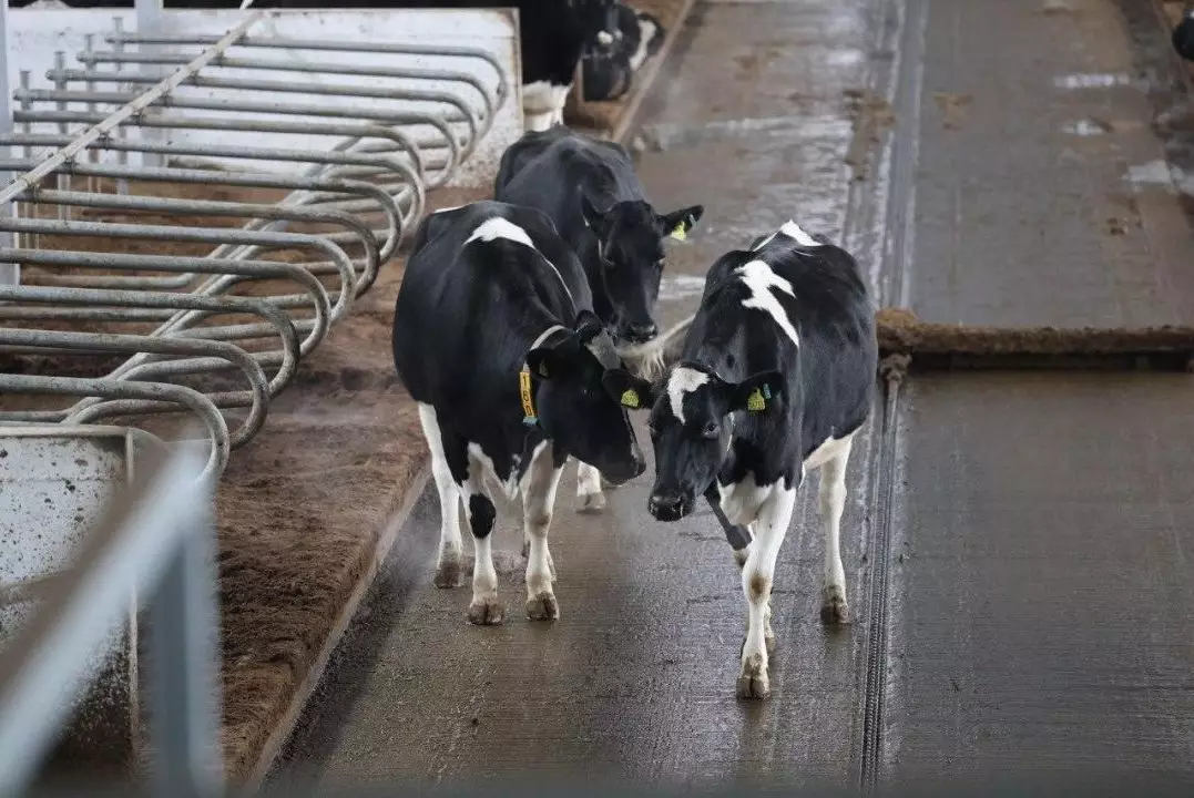 Роботы доят коров круглосуточно в Акмолинской области