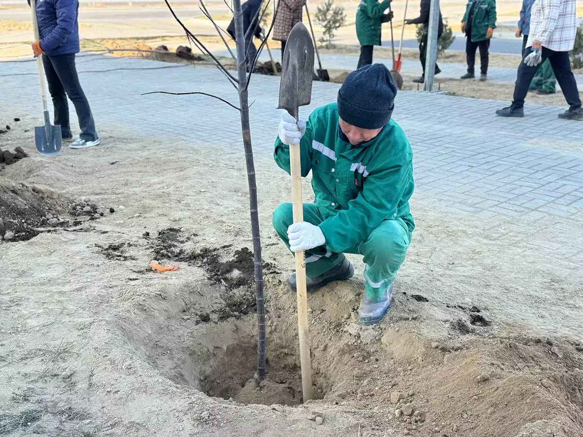 В двух микрорайонах Актау высадили 100 деревьев - новости на Lada.kz 19.11.2025