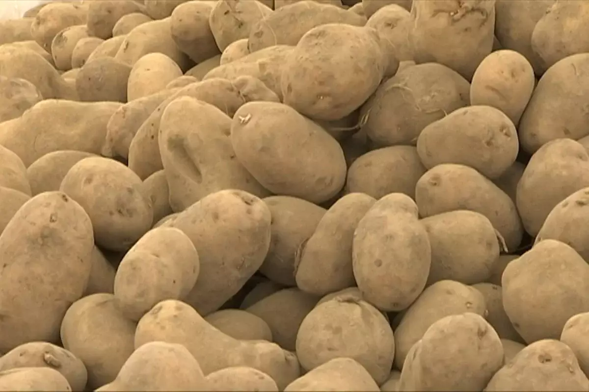 Будет ли дефицит картофеля: как в Правительстве решают проблемы внутреннего рынка