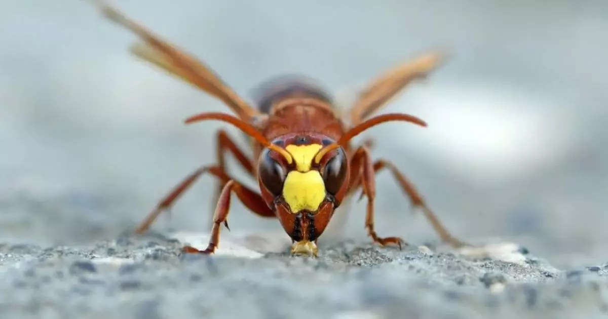  Арақ ішсе де, мас болмайды: Ғалымдар ерекше жәндікті тауып, ғылыми жаңалық ашты 