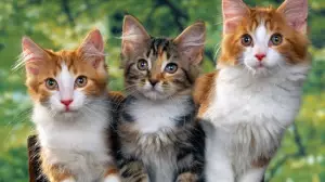 Қонақүй ашуға сіңілімнің диагнозы себеп болды