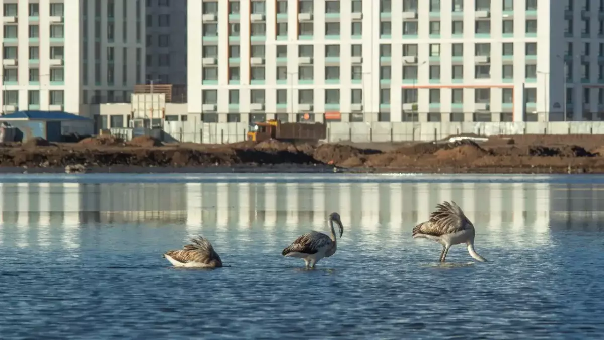 Талдыколь под угрозой: на водоохранных полосах строят жилые дома