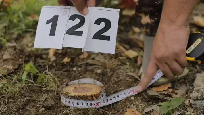 Мирзиёев запретил властям оформлять решения, позволяющие вырубать деревья